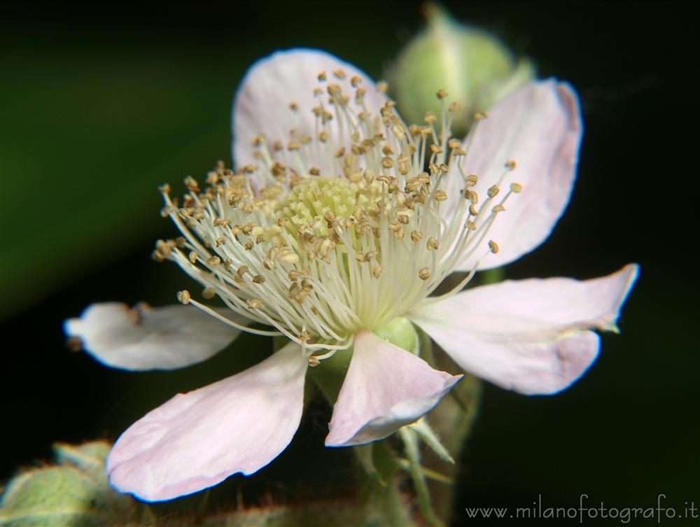 Cadrezzate (Varese, Italy) - Blackberry flower